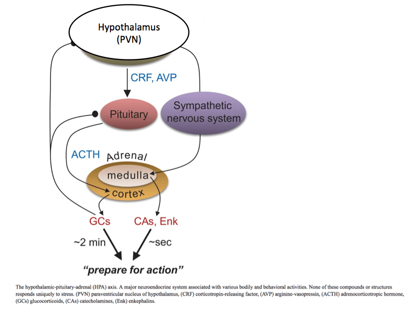 Stress response diagram