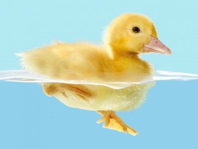 Five Principles of Academic&nbsp;Buoyancy