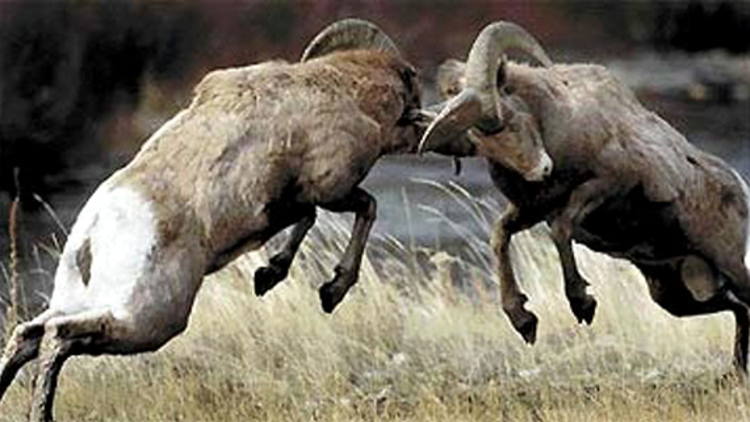 What’s that all about? Prog vs.&nbsp;Trad